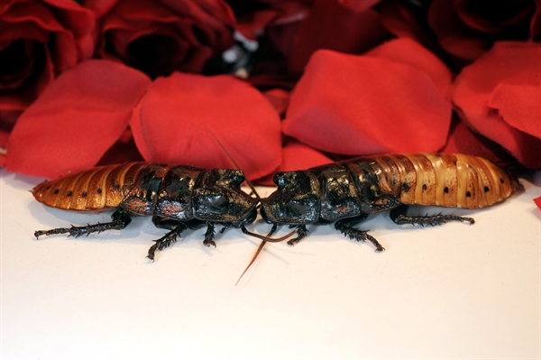Roaches are Back! Best Valentine's Day Gift EVER Returns > Newsroom